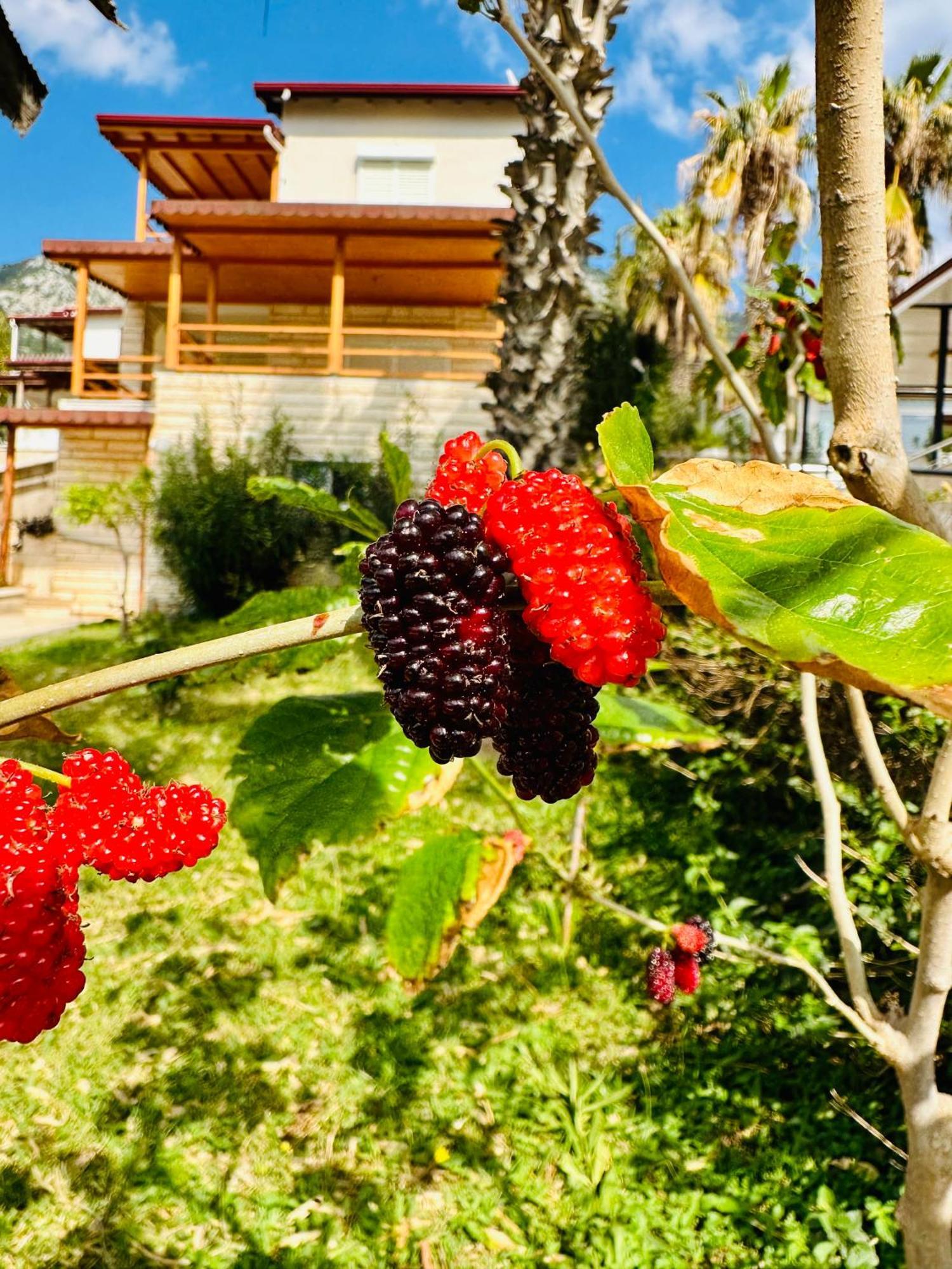 Gelidonya Pansiyon Kumluca Esterno foto
